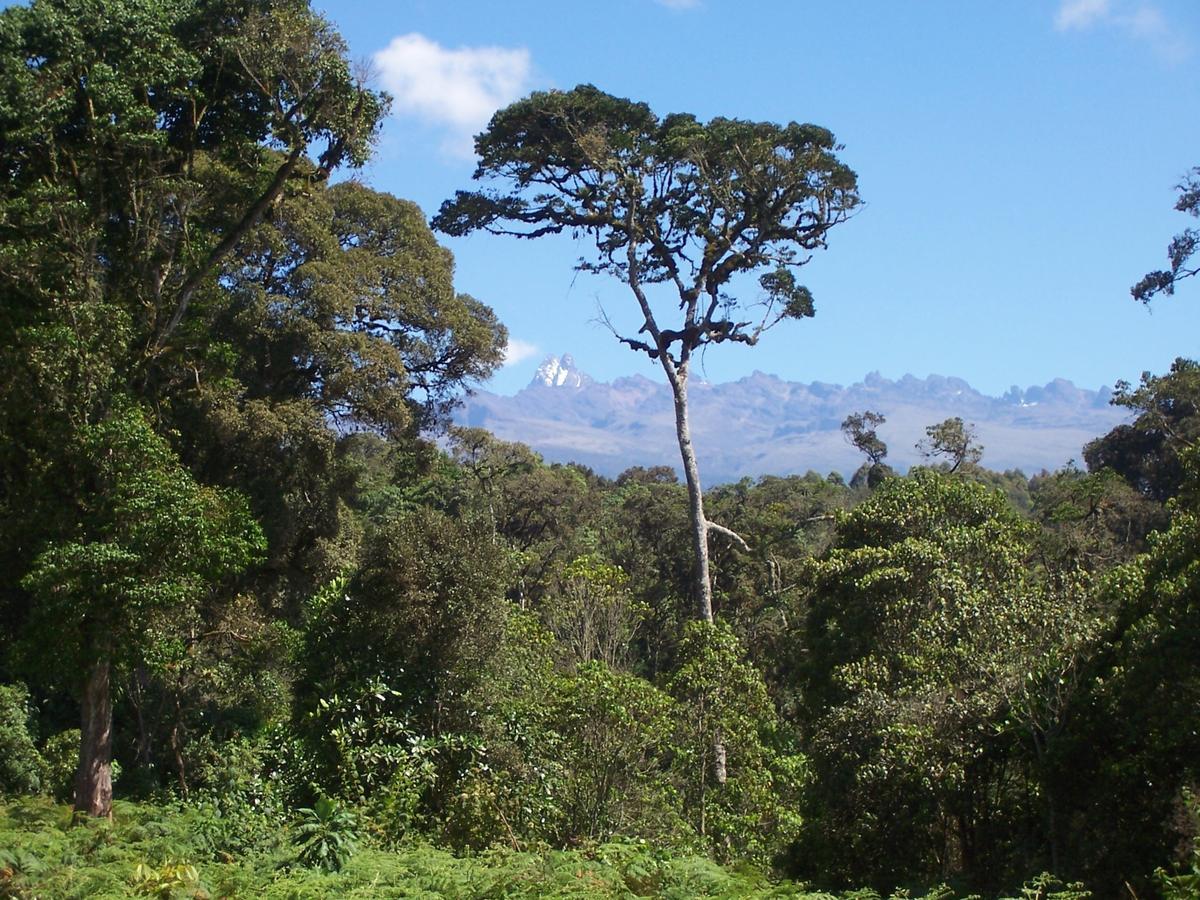 Mount Kenya National Park Castle Forest Lodge المظهر الخارجي الصورة