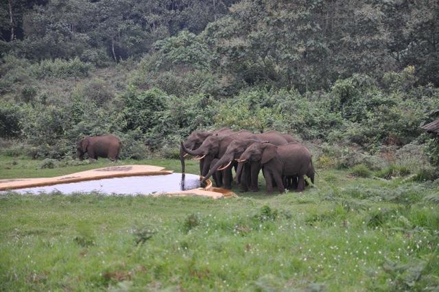 Mount Kenya National Park Castle Forest Lodge المظهر الخارجي الصورة